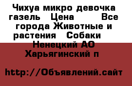 Чихуа микро девочка газель › Цена ­ 65 - Все города Животные и растения » Собаки   . Ненецкий АО,Харьягинский п.